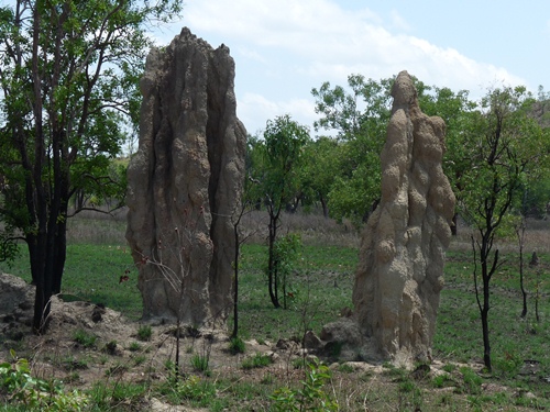 Termitenbauten